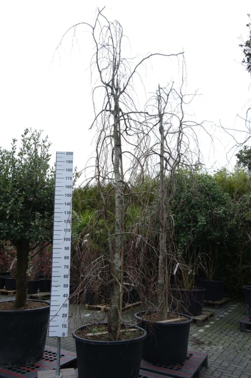 Fagus syl. 'Purpurea Pendula'