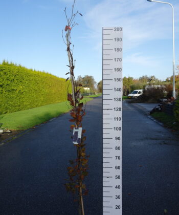 Fagus syl. 'Dawyck Purple'