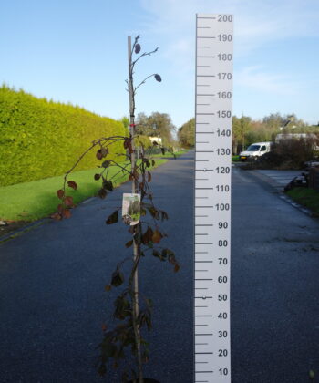 Fagus syl. 'Purple Fountain'