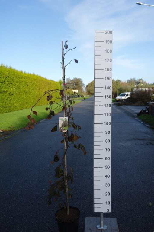 Fagus syl. 'Purple Fountain'