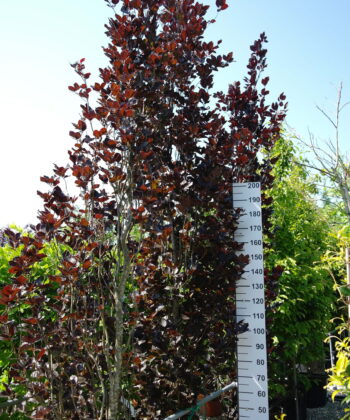 Fagus syl. 'Dawyck Purple'