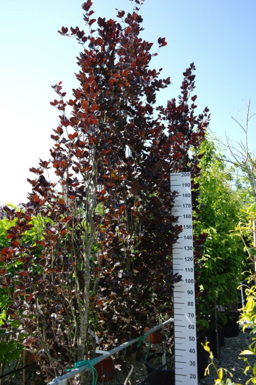 Fagus syl. 'Dawyck Purple'