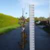 Fagus syl. 'Rohan Obelisk'