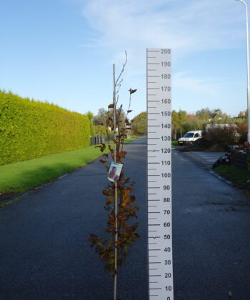 Fagus syl. 'Rohan Obelisk'