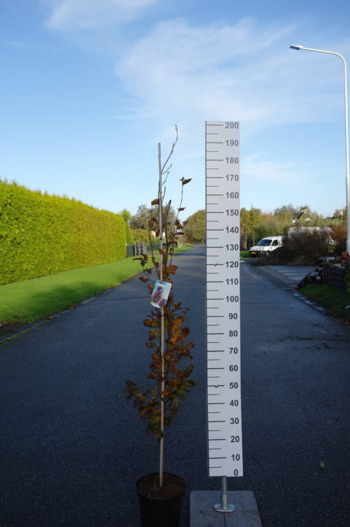 Fagus syl. 'Rohan Obelisk'