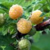 Rubus idaeus 'Fallgold' - framboos