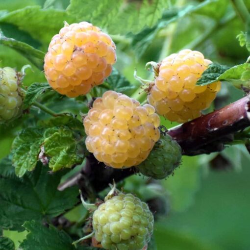 Rubus idaeus 'Fallgold' - framboos