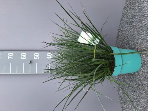 Fascicularia Bicolor