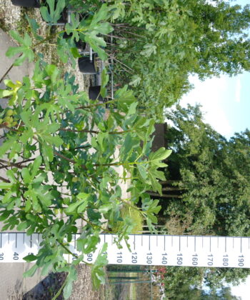 Ficus Carica 'Brogiotto Bianco'