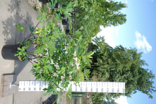 Ficus Carica 'Brogiotto Bianco'