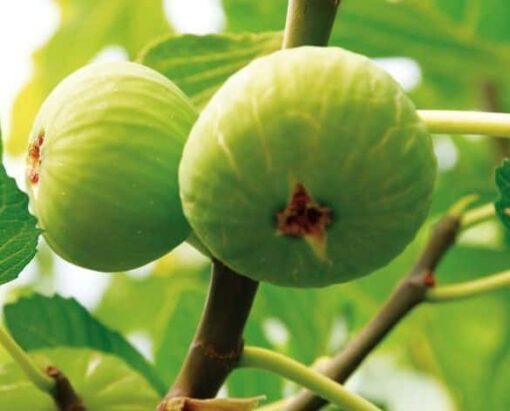 Ficus Carica 'Brogiotto Bianco' - Afbeelding 2