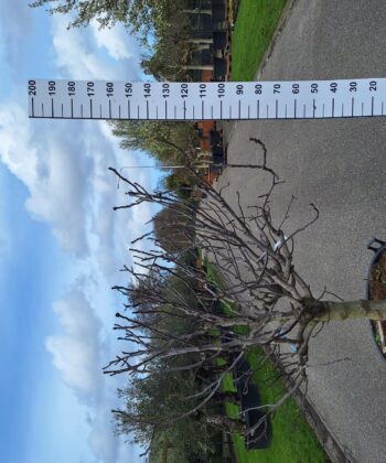Ficus Carica 'Brogiotto Bianco'