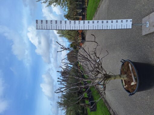 Ficus Carica 'Brogiotto Bianco'