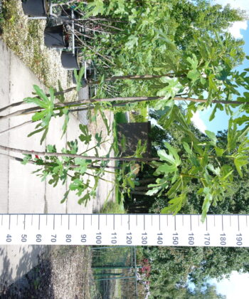 Ficus Carica 'Bornholm Diamond'