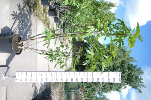 Ficus Carica 'Bornholm Diamond'