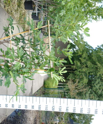 Ficus Carica 'Bornholm Diamond' op rek