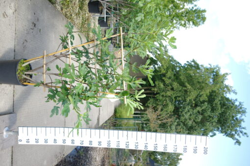 Ficus Carica 'Bornholm Diamond' op rek