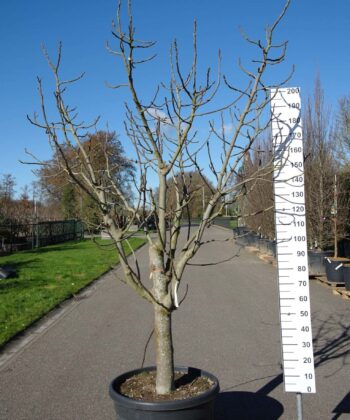Ficus Carica 'Brogiotto Nero'