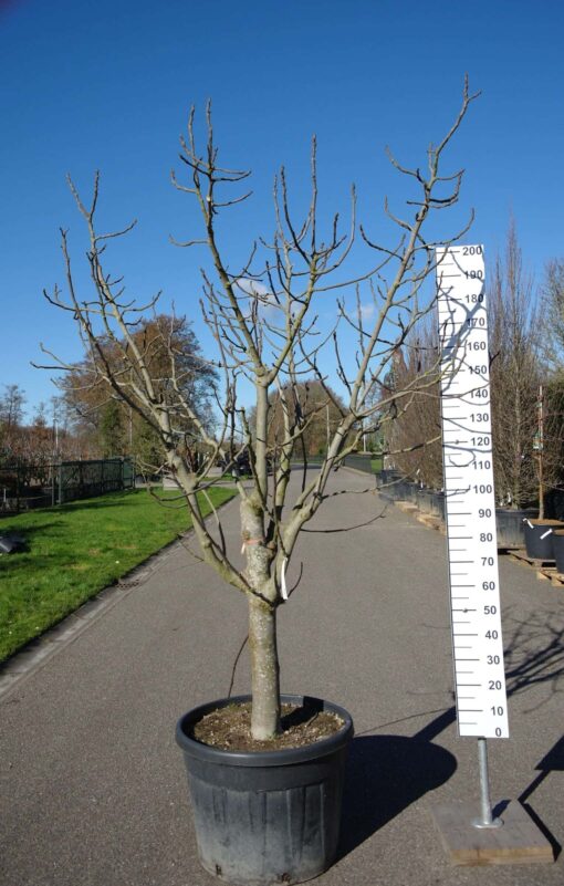 Ficus Carica 'Brogiotto Nero'
