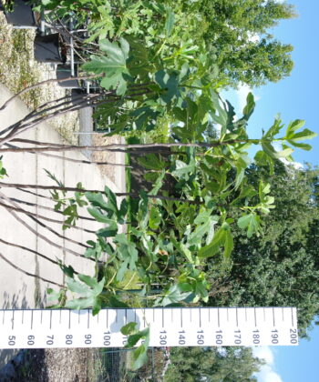 Ficus Carica 'Brogiotto Nero'