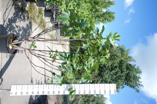 Ficus Carica 'Brogiotto Nero'