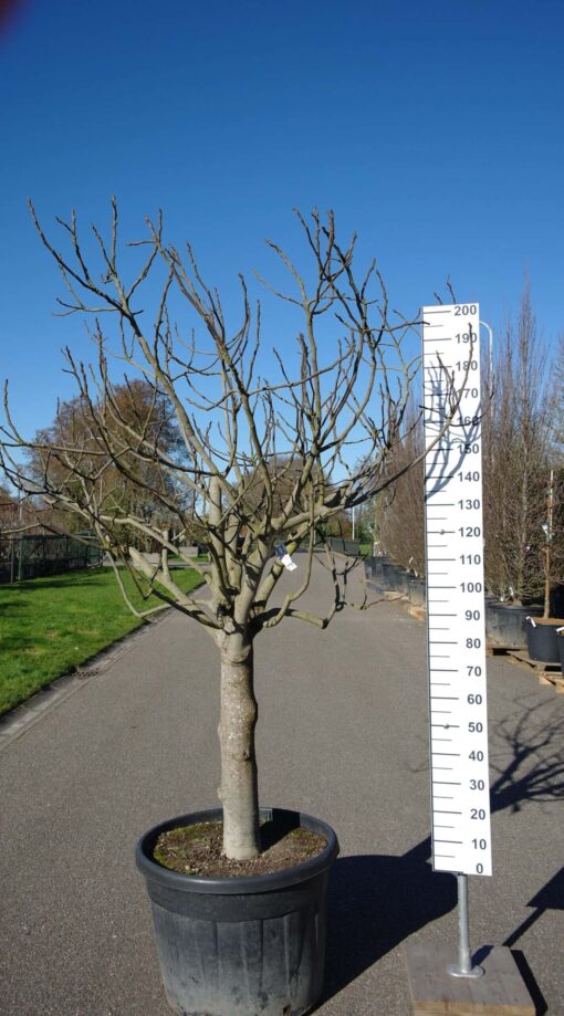 Ficus Carica 'Brogiotto Bianco'