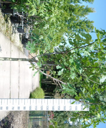 Ficus Carica 'Brogiotto Nero' halfstam Vijgenboom