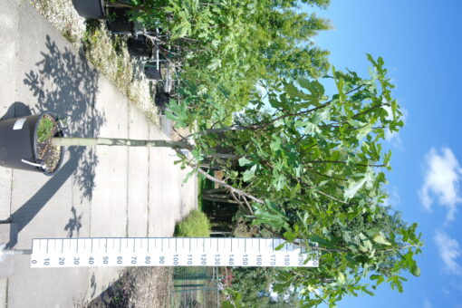 Ficus Carica 'Brogiotto Nero' halfstam Vijgenboom