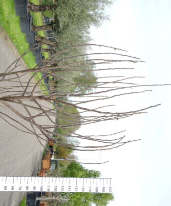 Ficus Carica 'Brogiotto Nero' multistam