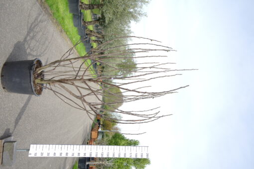 Ficus Carica 'Brogiotto Nero' multistam