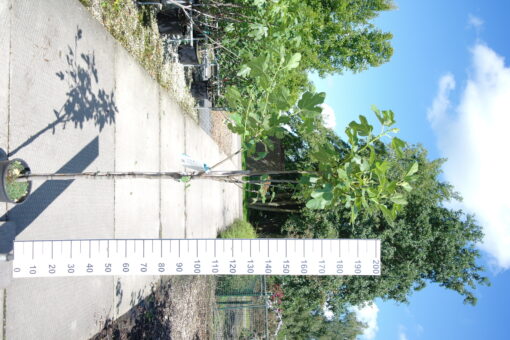 Ficus Carica 'Brown Turkey'