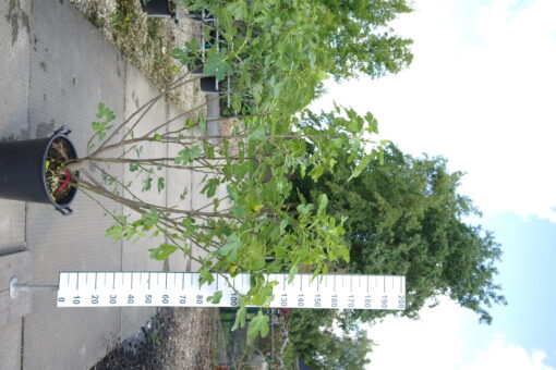 Ficus Carica 'Brown Turkey'