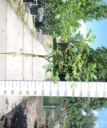 Ficus Carica 'Brown Turkey'