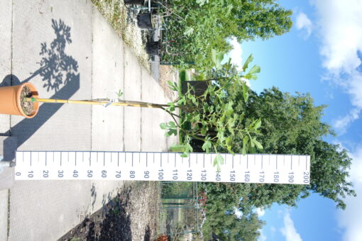 Ficus Carica 'Brown Turkey'