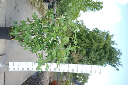 Ficus Carica 'Brown Turkey' op rek