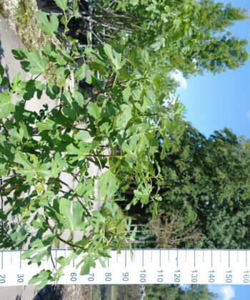 Ficus Carica 'Brown Turkey'