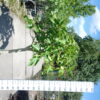 Ficus Carica op stam