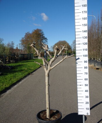 Ficus Carica