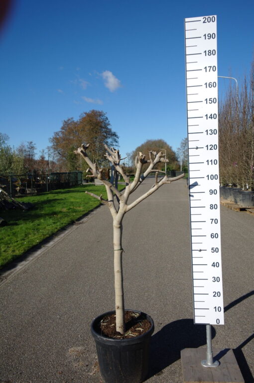 Ficus Carica