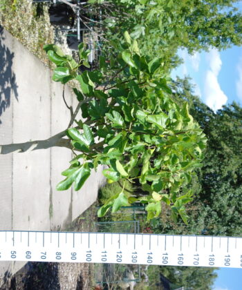 Ficus Carica op stam