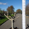 Ficus Carica