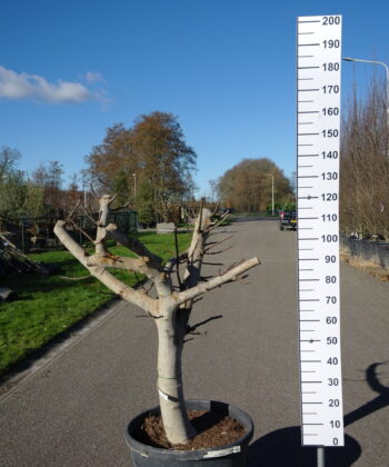 Ficus Carica
