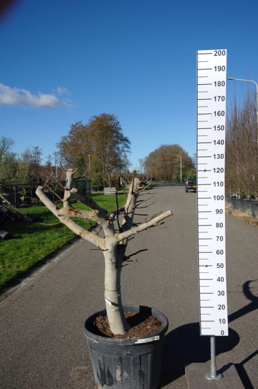 Ficus Carica