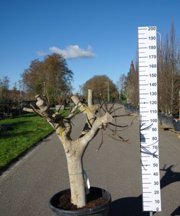 Ficus Carica