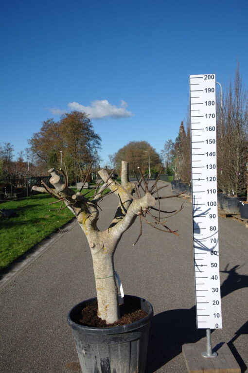 Ficus Carica