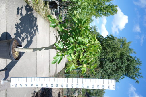 Ficus Carica op stam