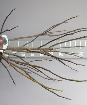 Ficus Carica 'Brogiotto Nero'
