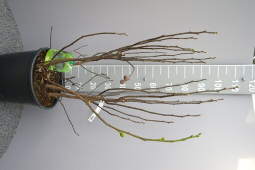 Ficus Carica 'Brown Turkey' - Afbeelding 2