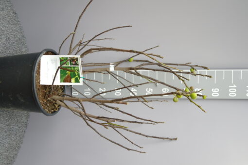 Ficus Carica 'Osborn Prolific' - Afbeelding 3