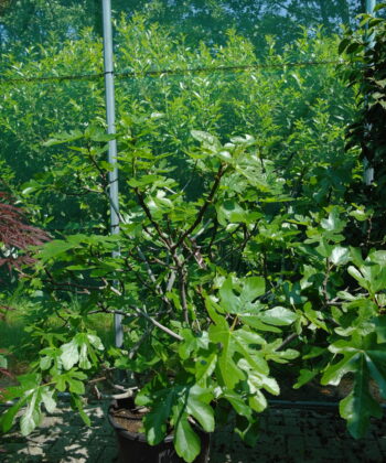 Ficus Carica 'Brogiotto Bianca' struik zwaar vertakt